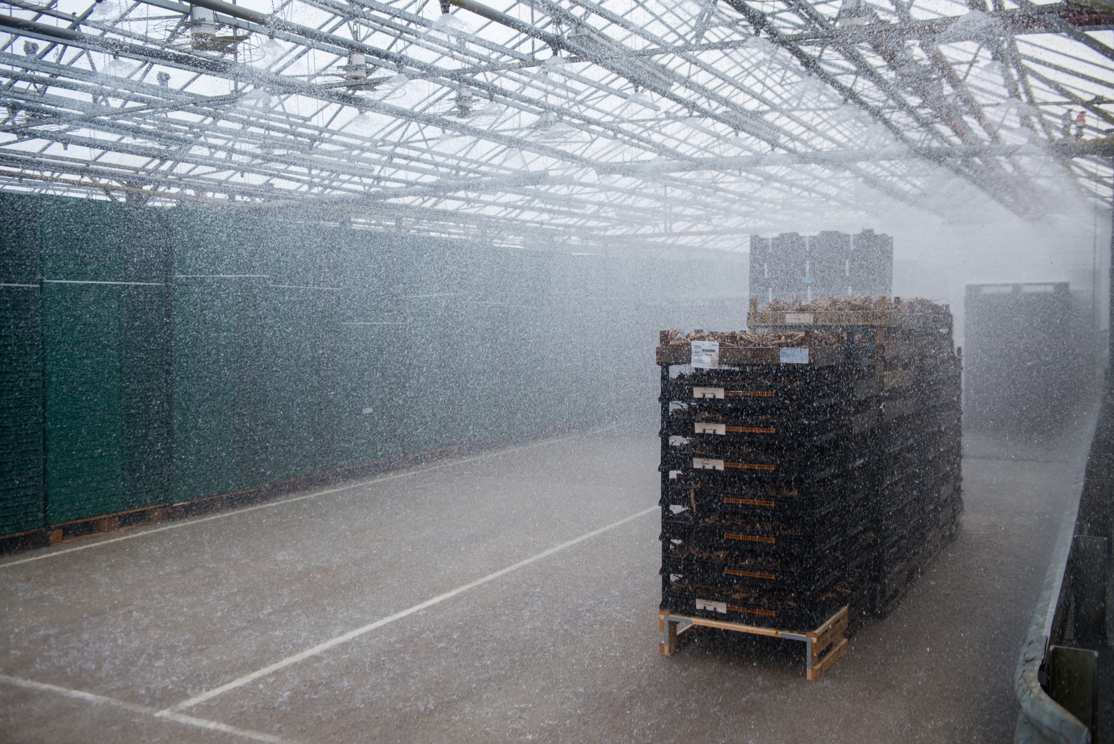 Kratten worden schoongespoeld met water